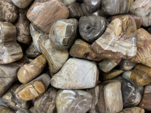 Petrified Wood