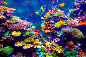 Coral Reef