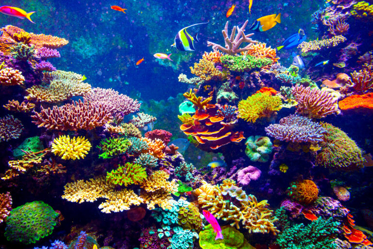 Coral Reef