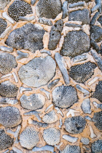 coral reef fossilized in a rock 