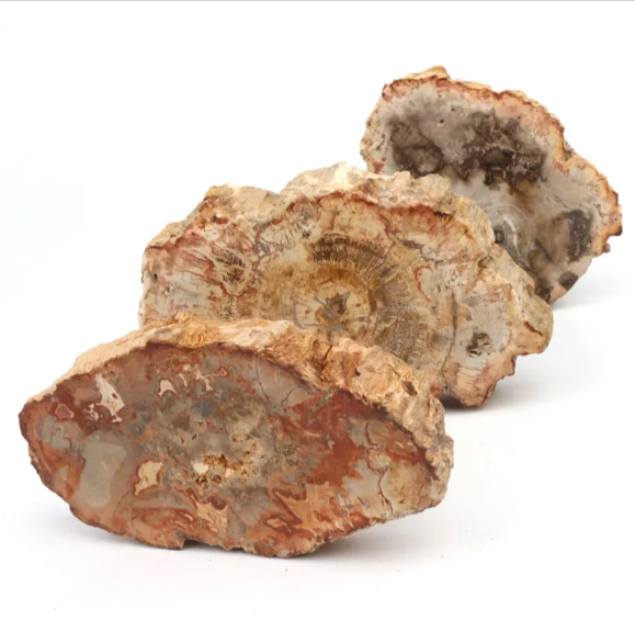 Polished slices of Petrified Wood showing natural grain and grounding energy